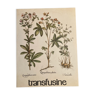 Botanical poster quintefeuille and tormentille