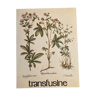 Botanical poster quintefeuille and tormentille