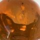 Decorative sculptural head in amber glass – Contemporary design