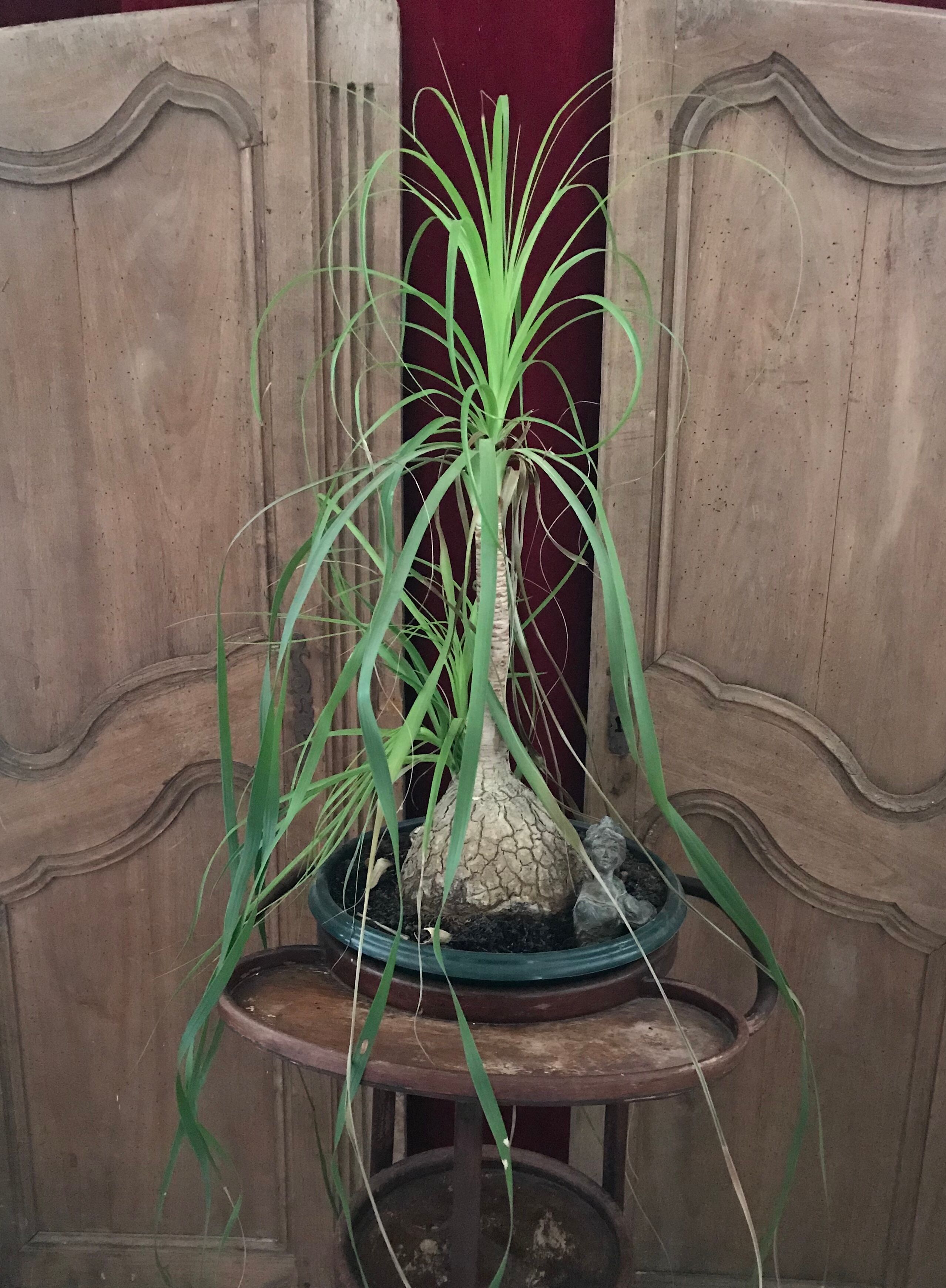 Nice pair of old doors