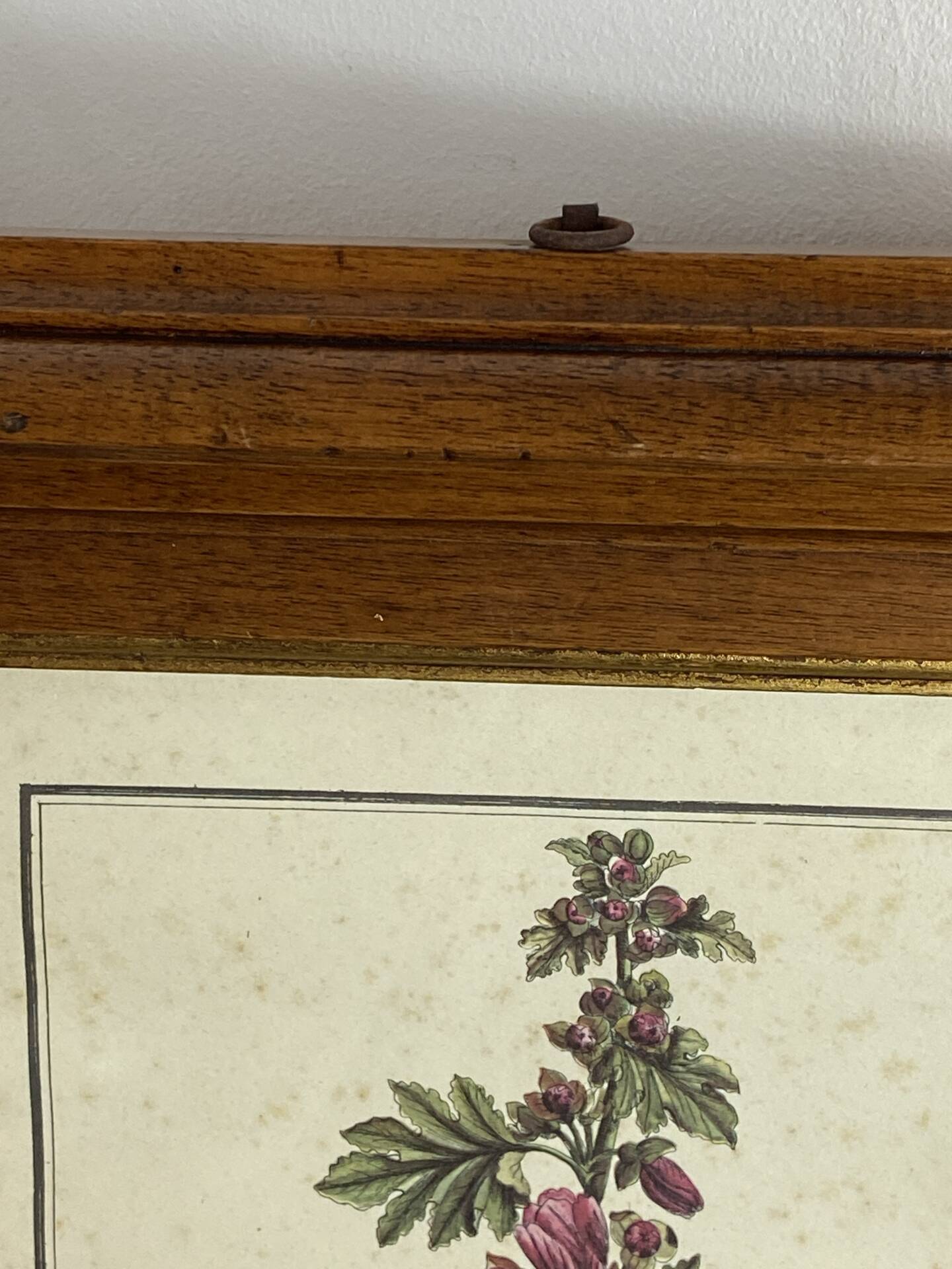 Botanical engraving of Lavatera Malvone