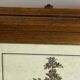 Botanical engraving of Lavatera Malvone