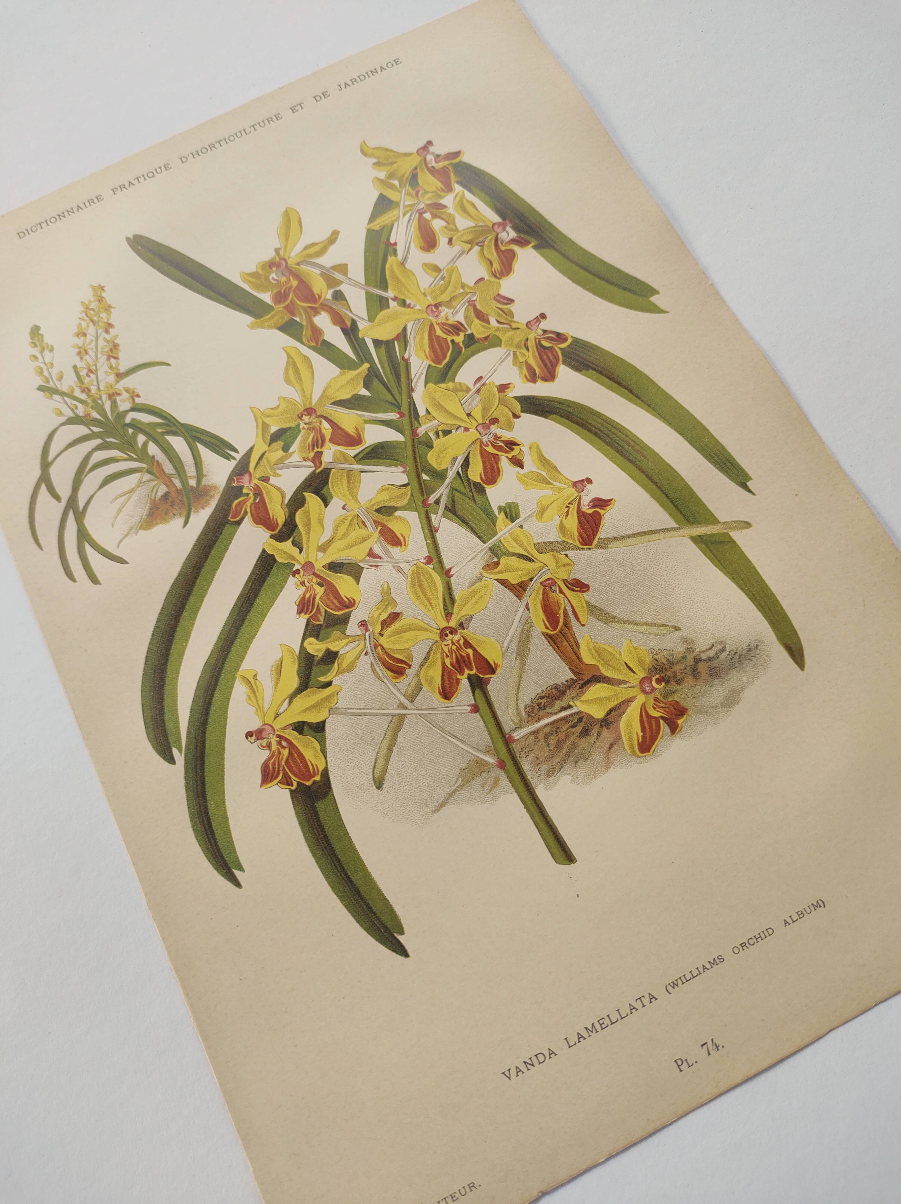 Planche botanique de 1899 - Orchidée Williams -  Gravure ancienne de fleur