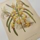 Planche botanique de 1899 - Orchidée Williams -  Gravure ancienne de fleur