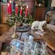 4 octime whiskey glasses