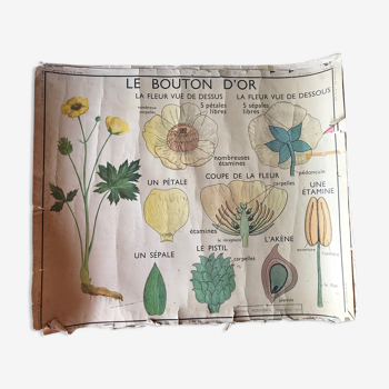 Affiche scolaire vintage recto verso