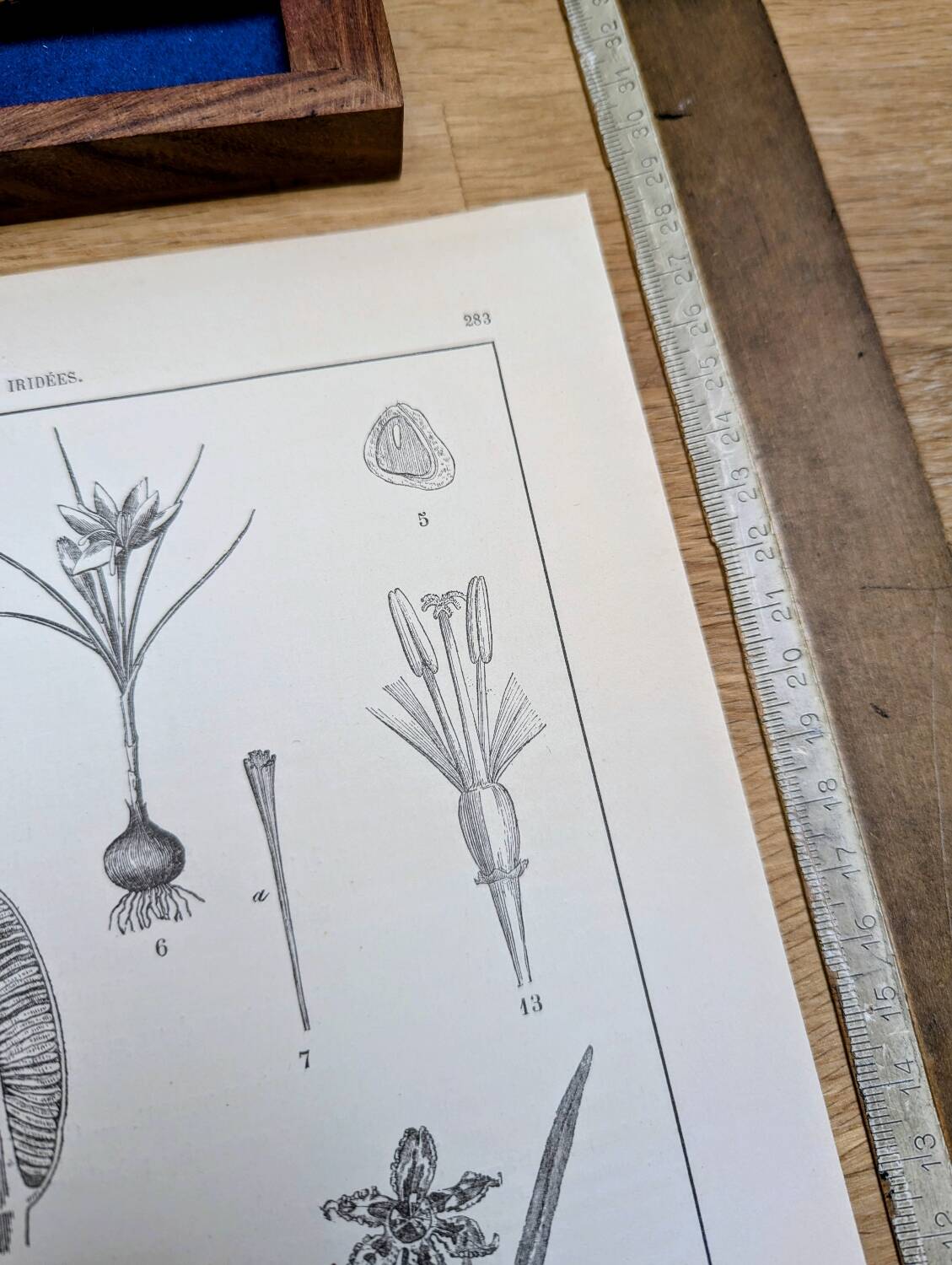 Printed in 1889, the Iridaceae (Iridaceae). Old botanical plate.