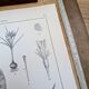 Printed in 1889, the Iridaceae (Iridaceae). Old botanical plate.