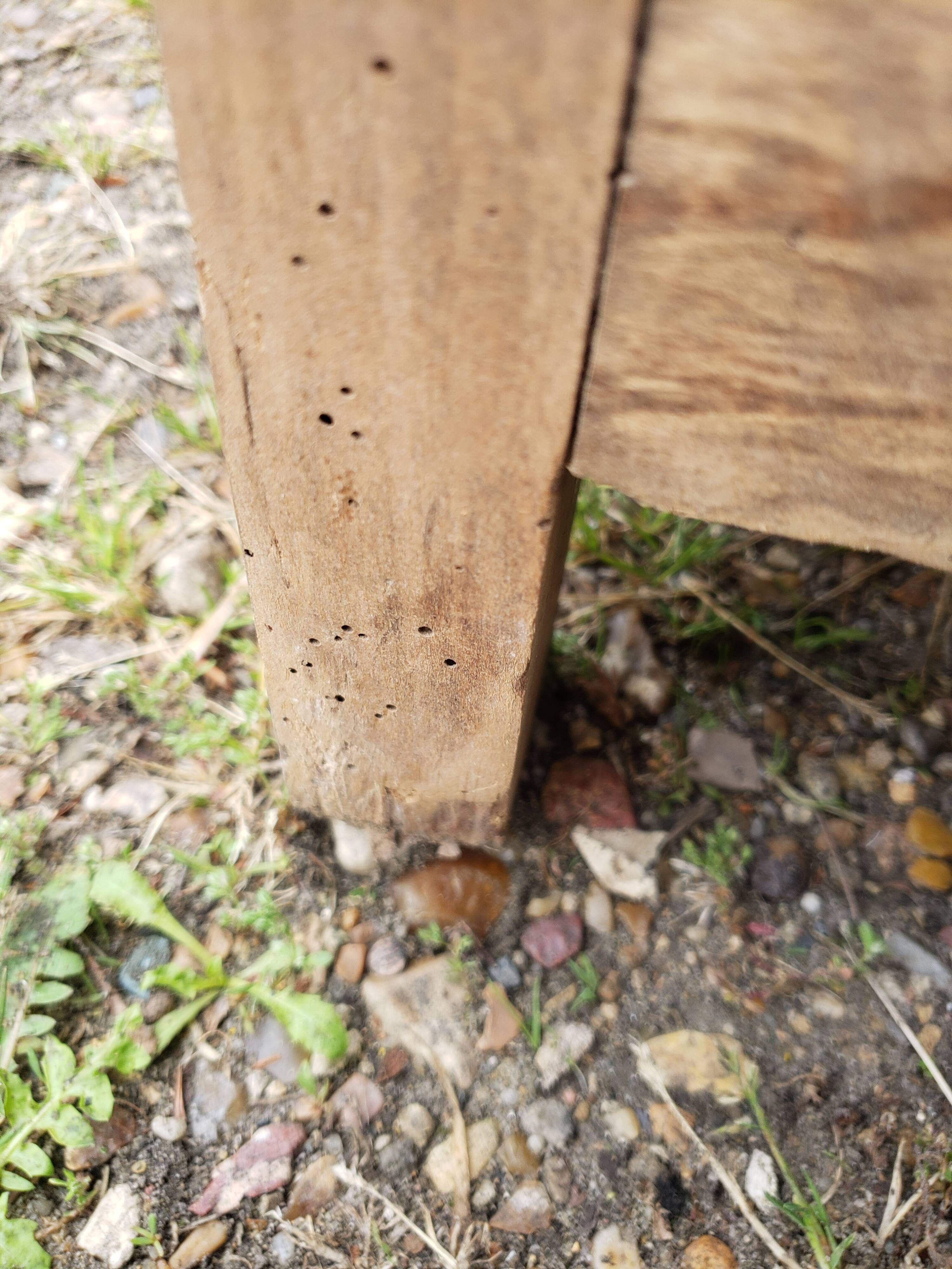 Parisian wardrobe wood in the rough "skirts"