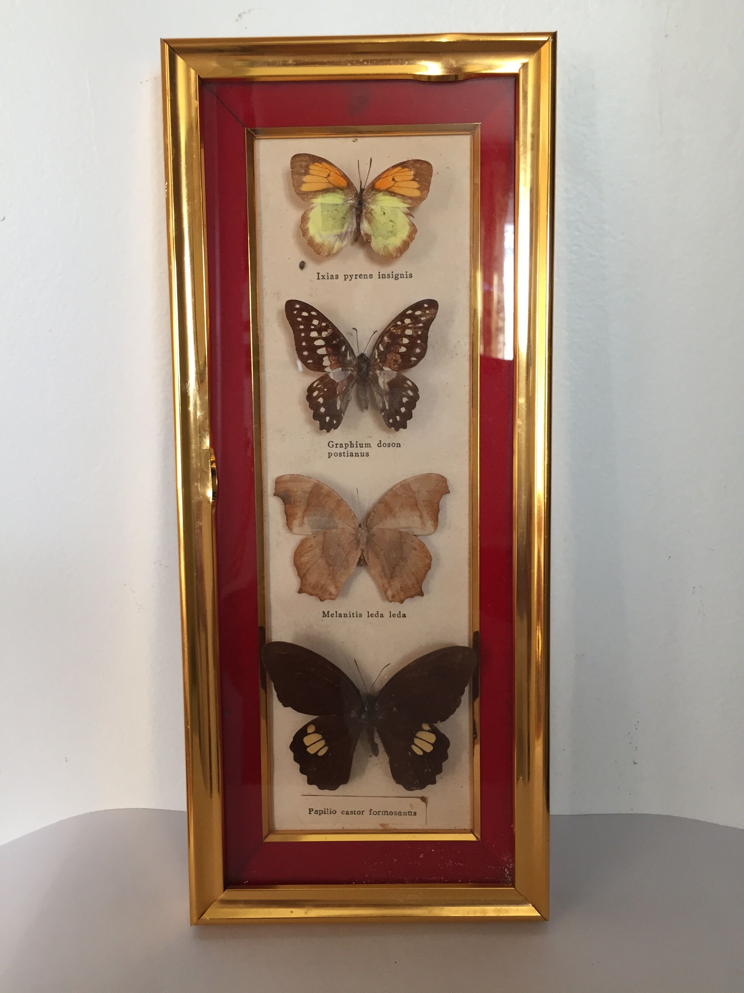 Framed butterflies