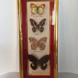 Framed butterflies