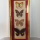 Framed butterflies