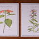 Lot 2 botanical posters