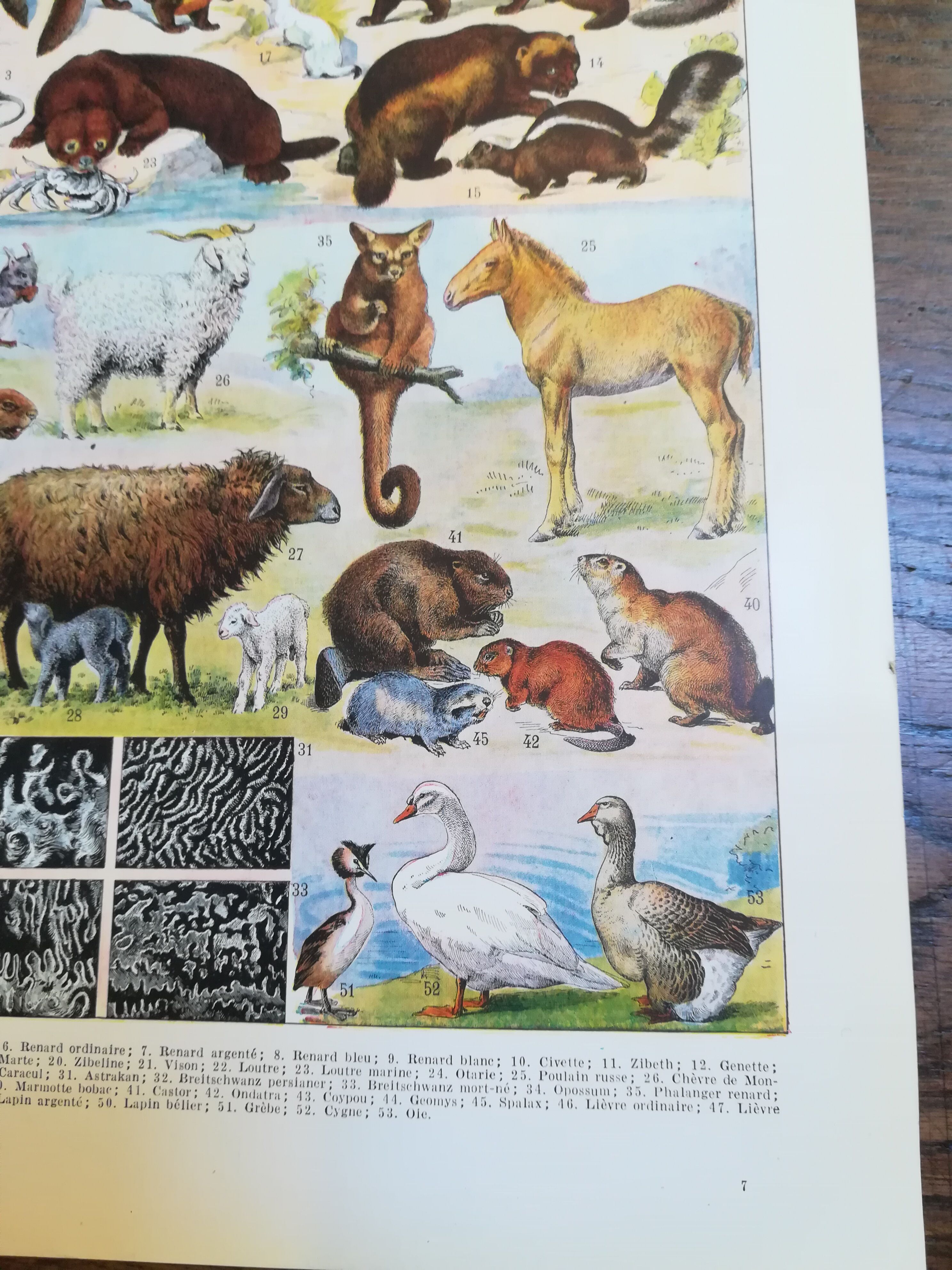 Lithograph on furbearing animals from 1928