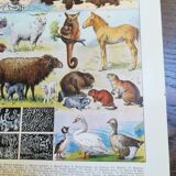 Lithograph on furbearing animals from 1928
