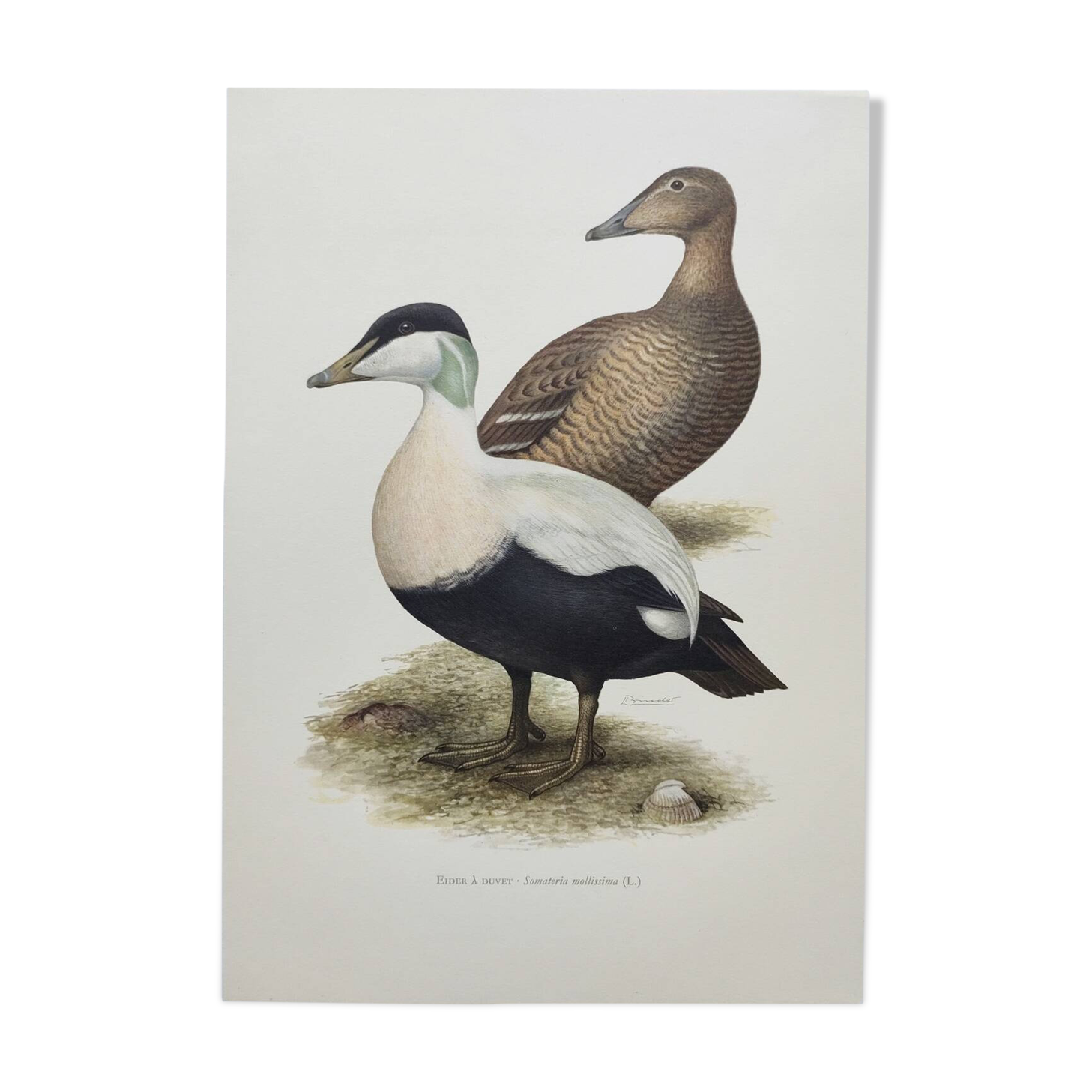 Bird board 60s - Common eider - Vintage ornithological illustration