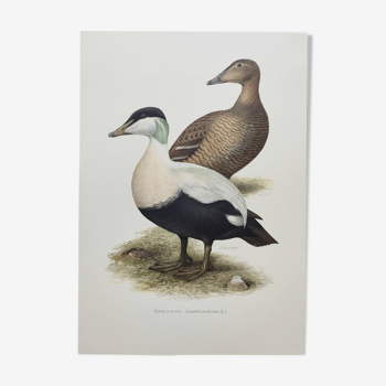 Planche oiseaux Années 60 - Eider à duvet - Illustration ornithologique vintage