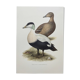 Bird board 60s - Common eider - Vintage ornithological illustration