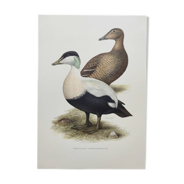 Bird board 60s - Common eider - Vintage ornithological illustration