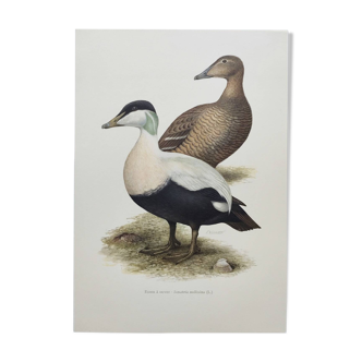 Planche oiseaux Années 60 - Eider à duvet - Illustration ornithologique vintage