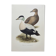 Bird board 60s - Common eider - Vintage ornithological illustration