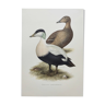 Bird board 60s - Common eider - Vintage ornithological illustration
