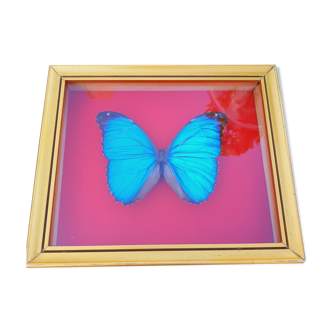 Cadre papillon bleu Morpho Menelaus