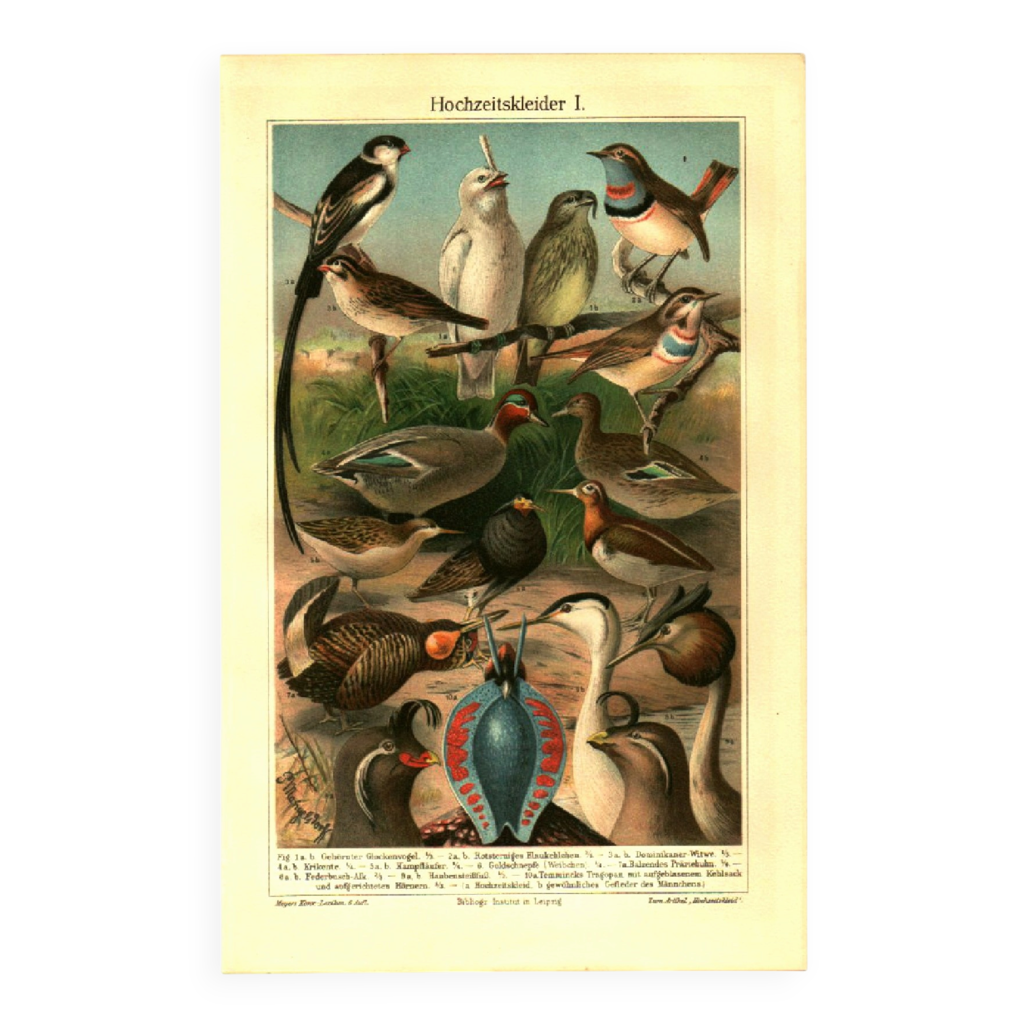 Old engraving from 1904 - Birds in breeding plumage - illustration