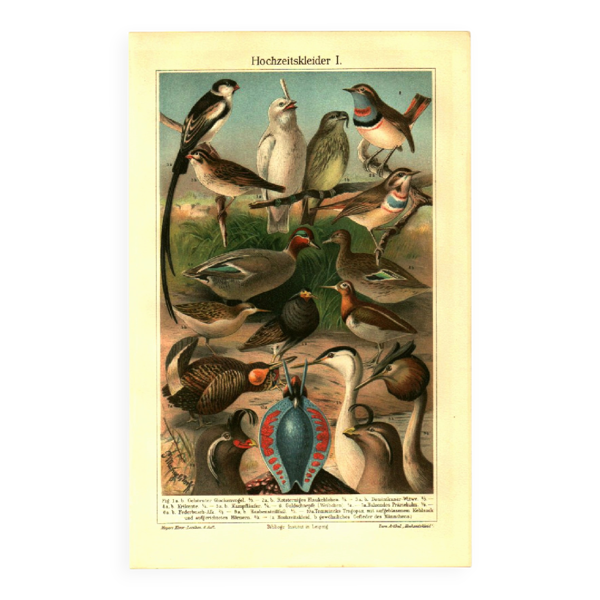 Gravure ancienne de 1904 - Oiseaux en plumage nuptial - illustration — Beyit