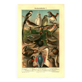 Old engraving from 1904 - Birds in breeding plumage - illustration