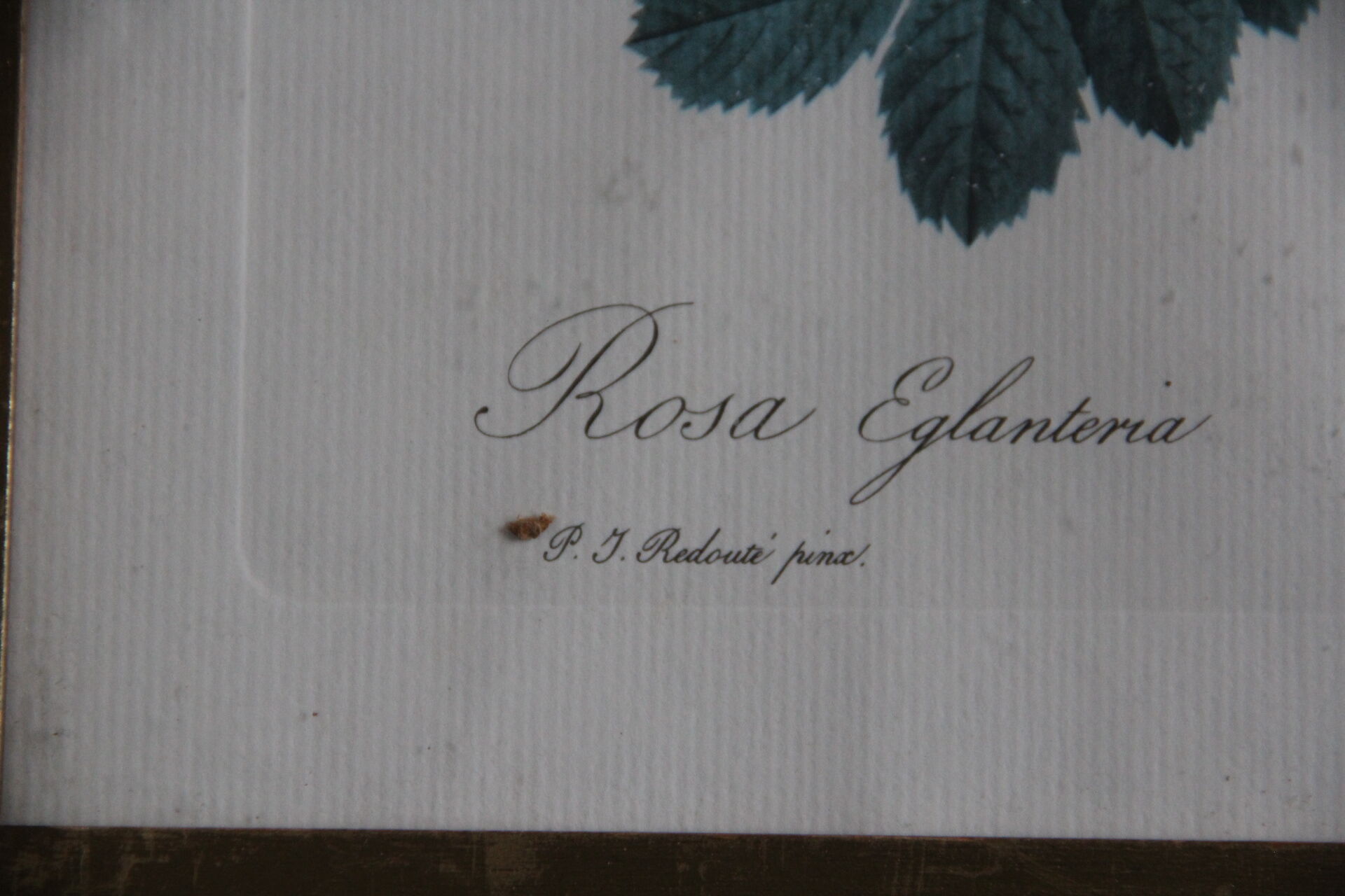 Framed engraving by P.J.Redouté Rosier Eglantier