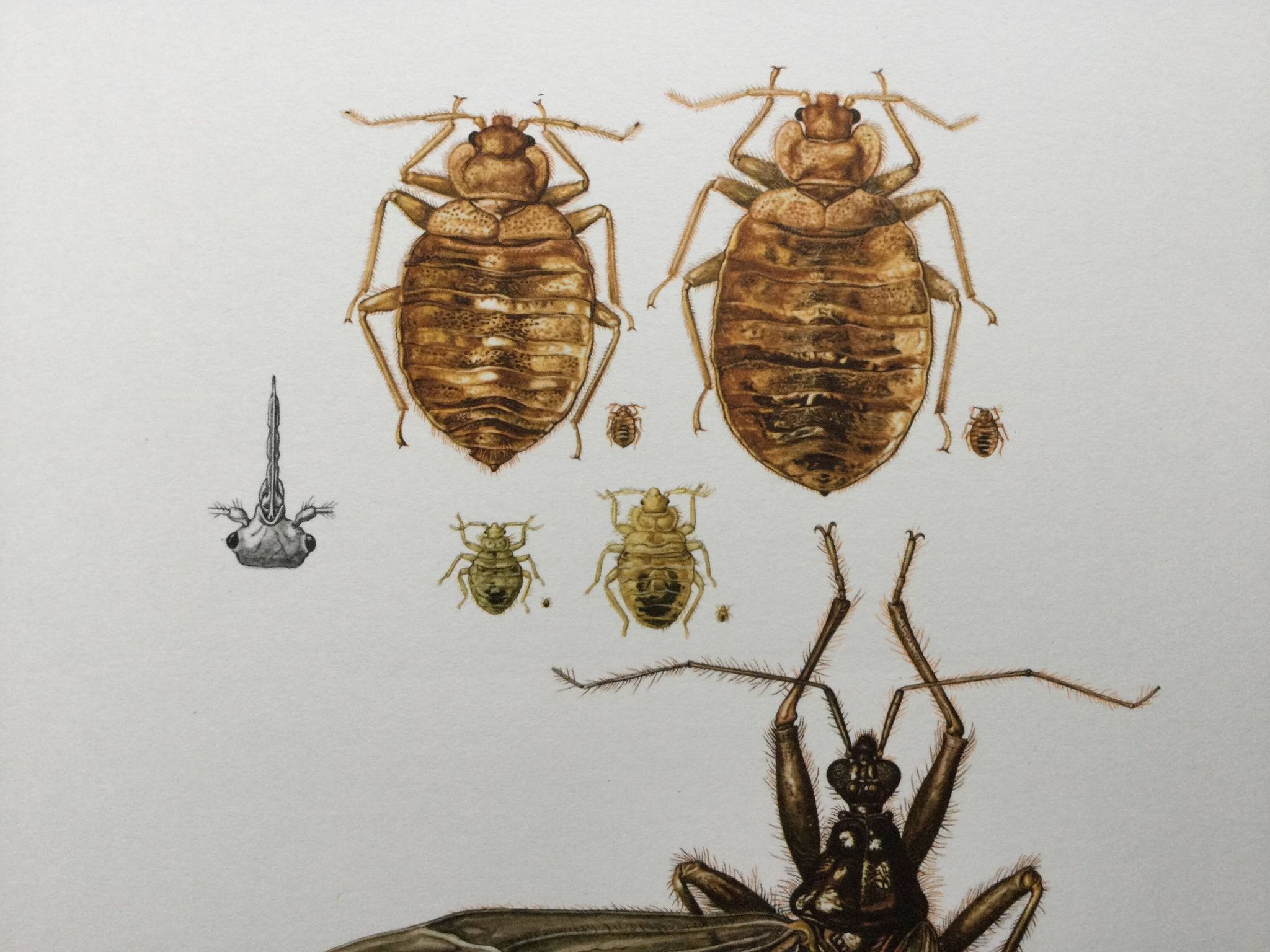 Vintage insect print. Original plate 1969