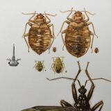 Vintage insect print. Original plate 1969