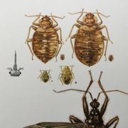 Vintage insect print. Original plate 1969