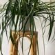 High stool / Plant stand in rattan and bamboo from the 1970s