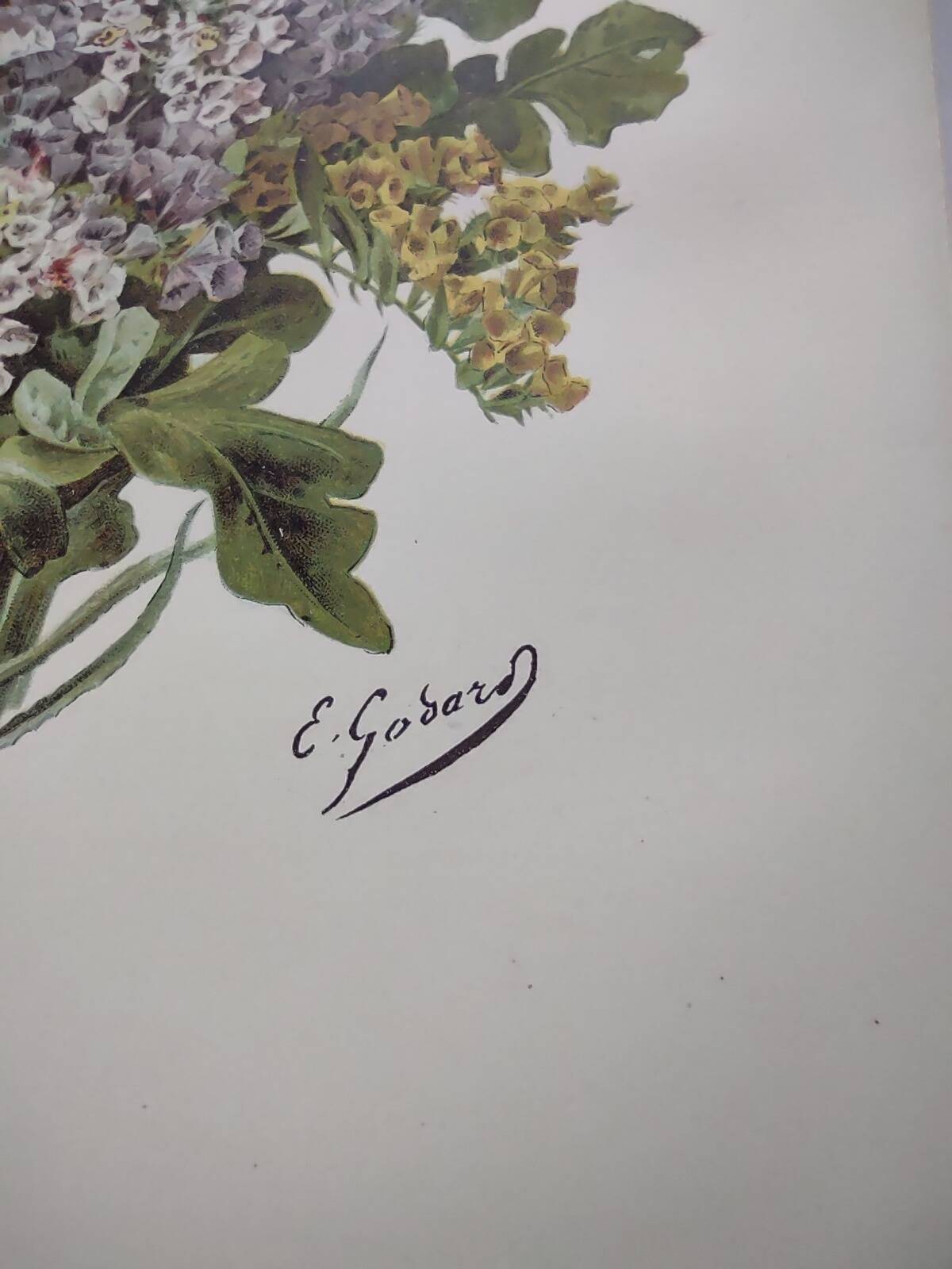 Old flower engraving 1899 - Statice - Vintage botanical print
