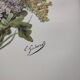 Old flower engraving 1899 - Statice - Vintage botanical print