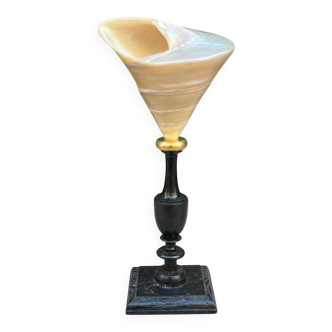 Ancient Troca Trochus shell in mother-of-pearl on a wooden base curiosities