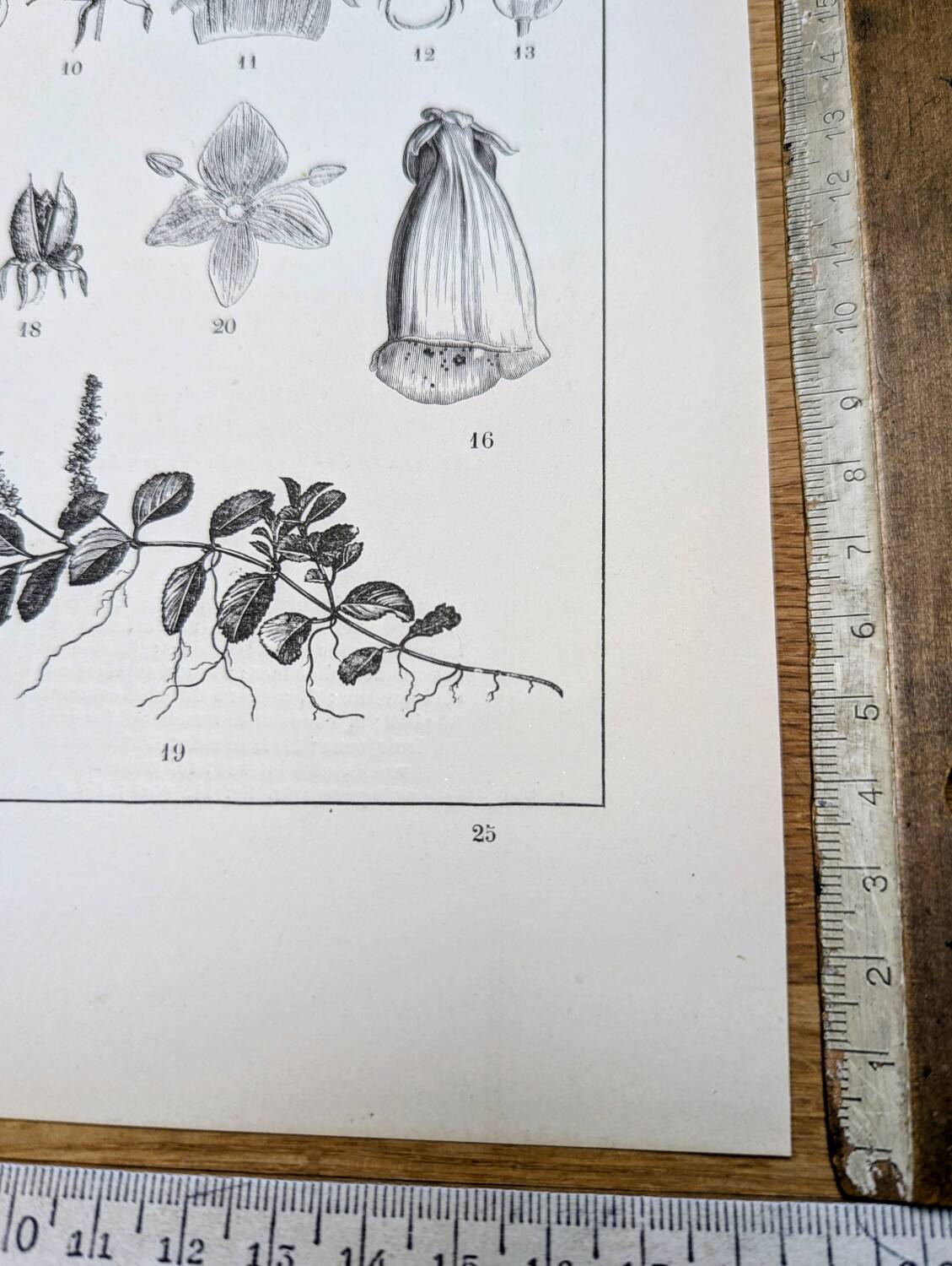 Imprimée en 1889, les scrophularinées. Planche botanique ancienne.