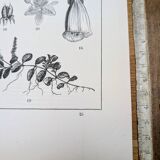Imprimée en 1889, les scrophularinées. Planche botanique ancienne.