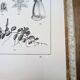 Printed in 1889, the Scrophulariaceae. Antique botanical plate.