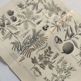 Planche ancienne - plante utile - illustration originale de 1909