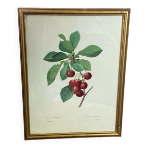 Affiche botanique, cerisier