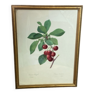 Botanical print, royal cherry, P-J Redouté