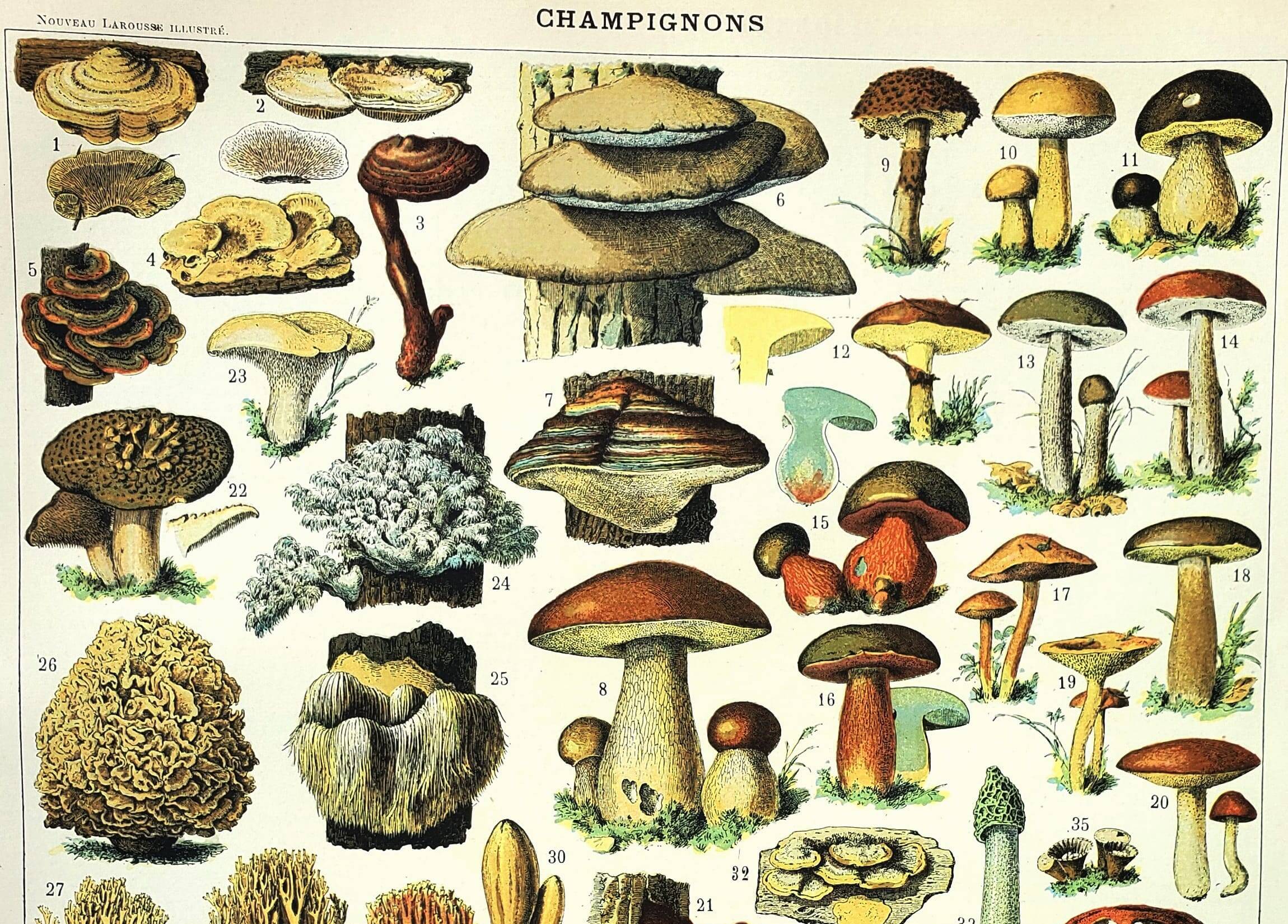 Botanical engraving 1897 A. Millot - Mushroom 2, picking