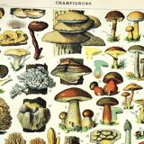 Gravure botanique 1897 A. Millot - Champignon 2, cueillette