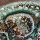 5 old Niderviller oyster plates