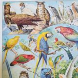 Lithograph on birds from 1928 "falcon"