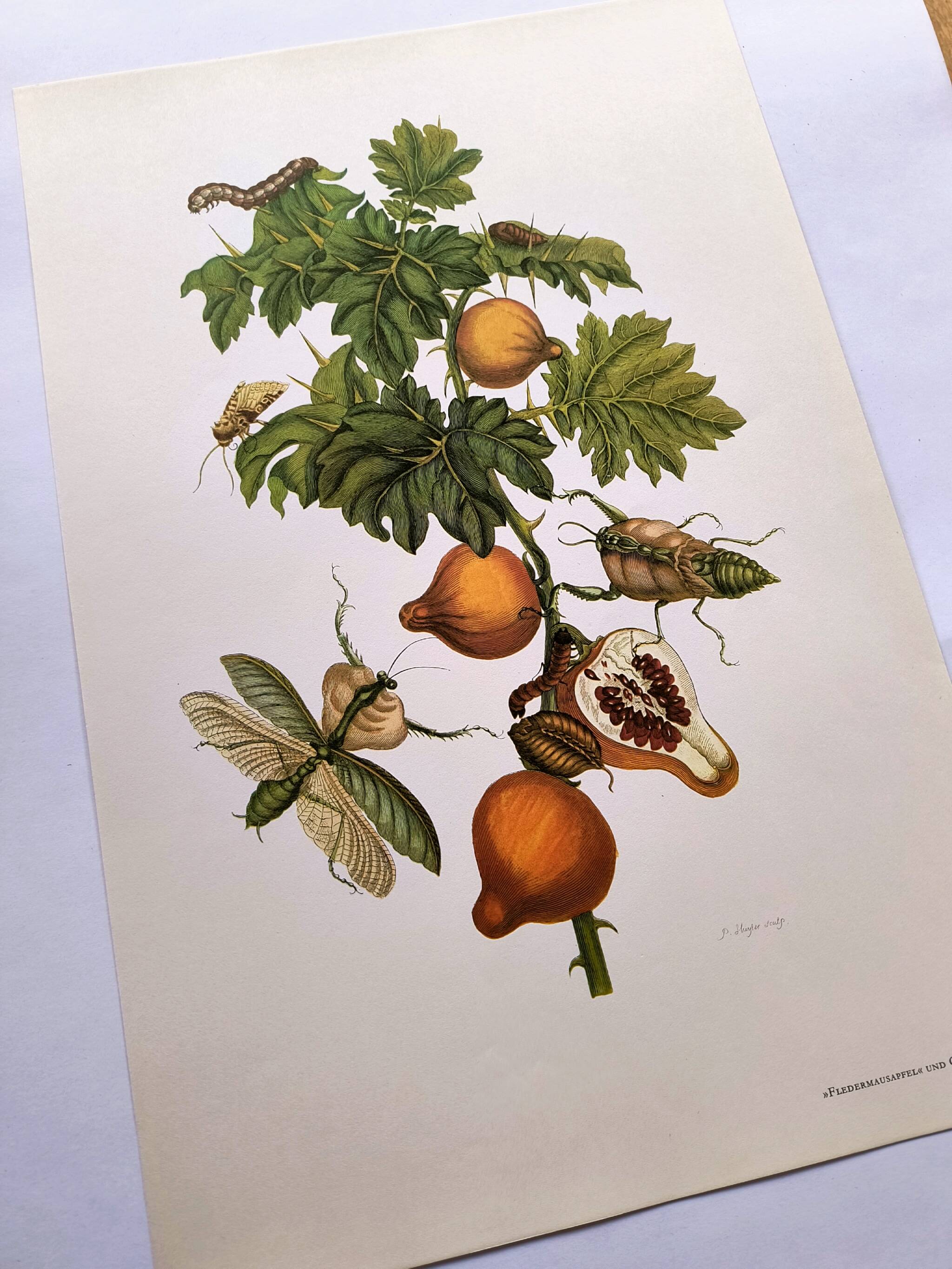 Vintage illustration - Pomegranate and insects - by Merian