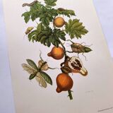 Vintage illustration - Pomegranate and insects - by Merian